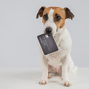 How to manage the rising costs of being a pet parent