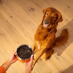 Uncover your kibble: 5 things to look for in your dog&rsquo;s food