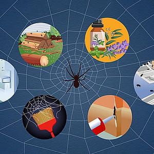 It&rsquo;s spider season in your house. Evict them with this easy arach-attack hack