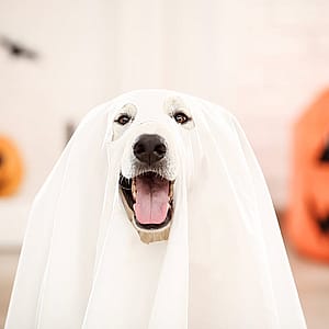 The ultimate guide to Halloween dog safety: Treats, tricks, and peace of mind