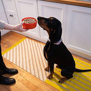 Is fresh dog food safe?