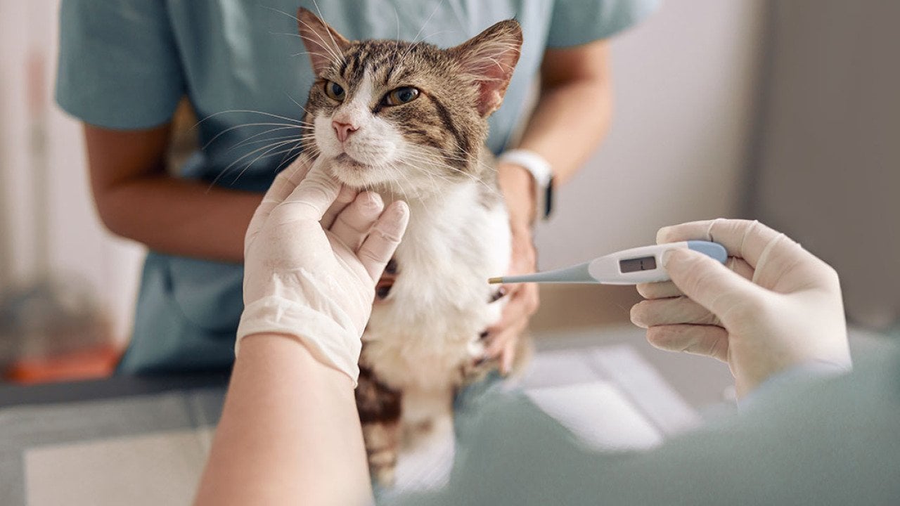 A cat's temperature being taken at a veterinary clinic.