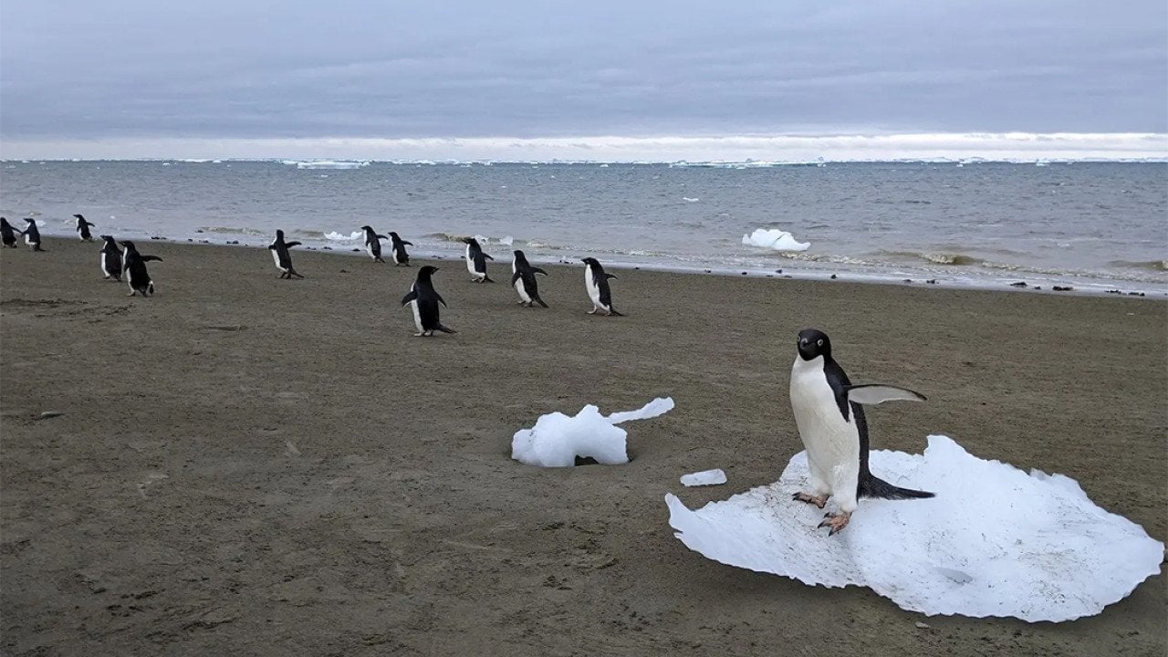 Penguins by the shores in Antarctica.