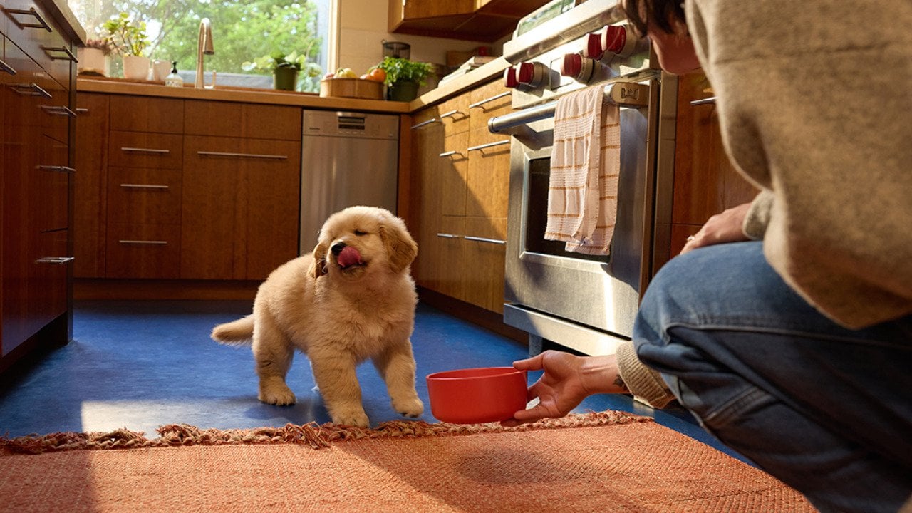 Fluffy golden puppy licks lips while person crouched down offers food in a red bowl in the kitchen.