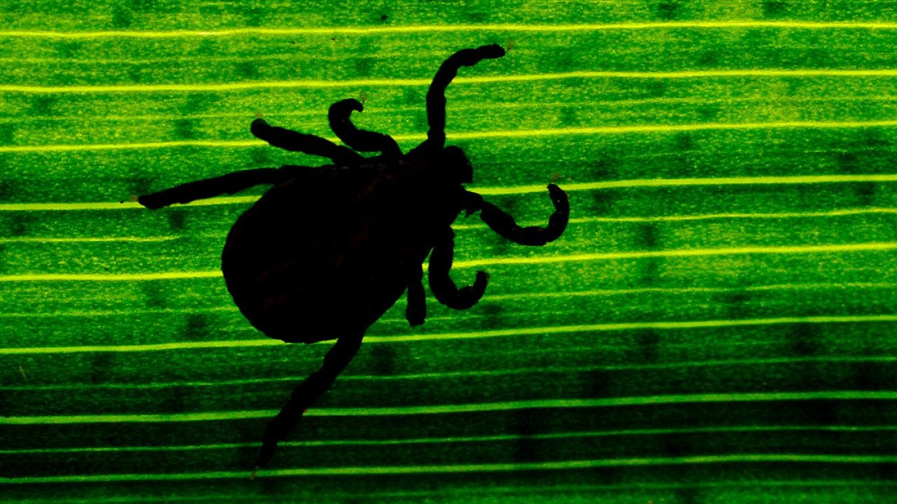 Silhouette of a tick seen through a leaf in a garden.