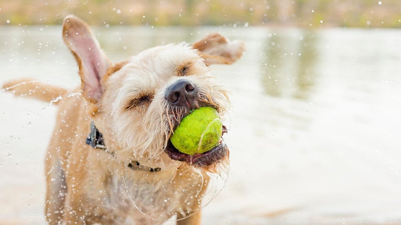 Tan mixed breed dog playing in park near water with tennis ball in mouth.