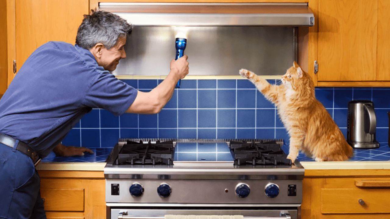 A home owner inspecting the kitchen range hood and a cat is beside the stove.