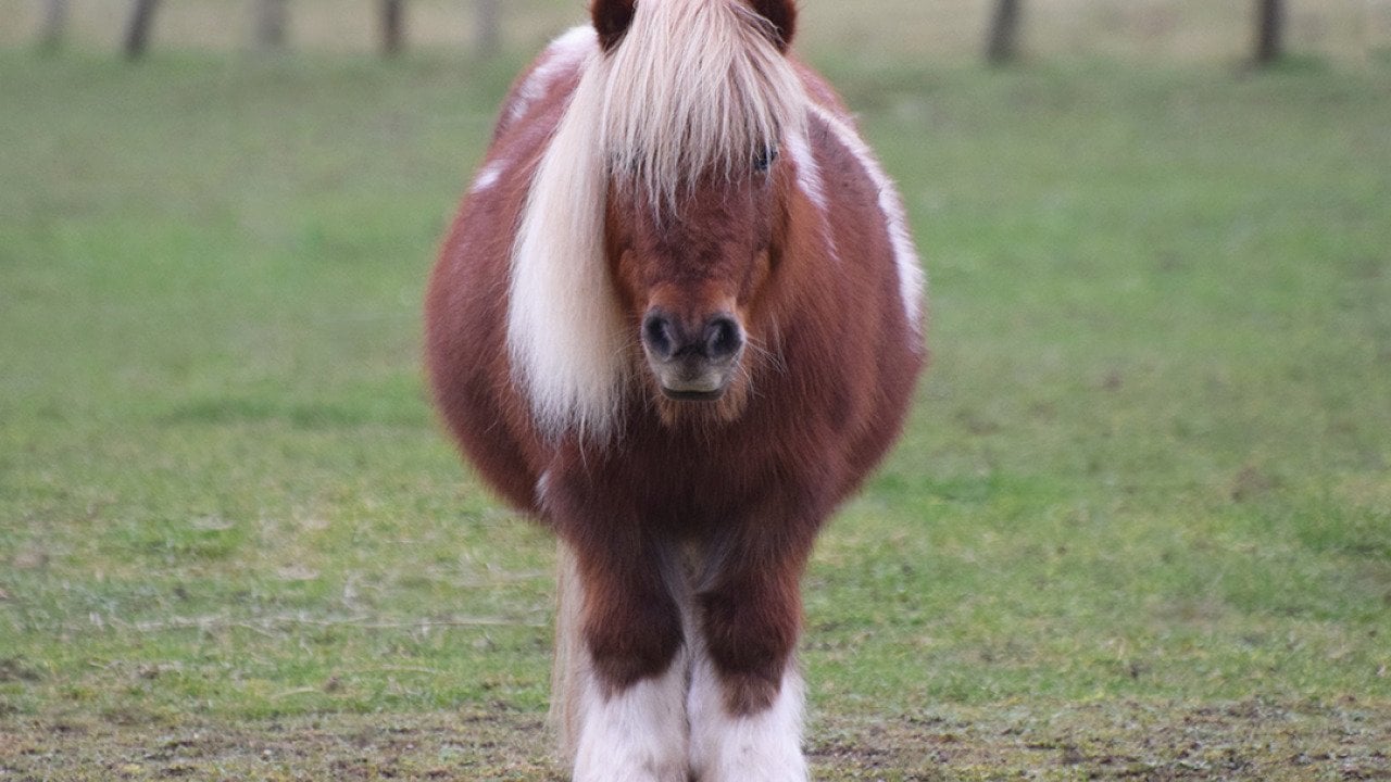 A Shetland pony standing on a field.