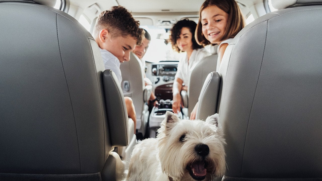 A family of four inside a minivan car traveling with their white terrier dog.