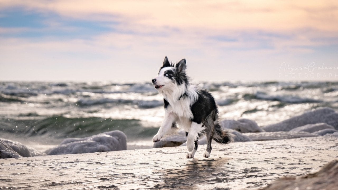 Winter beach with border collie and Michigan lighthouse.