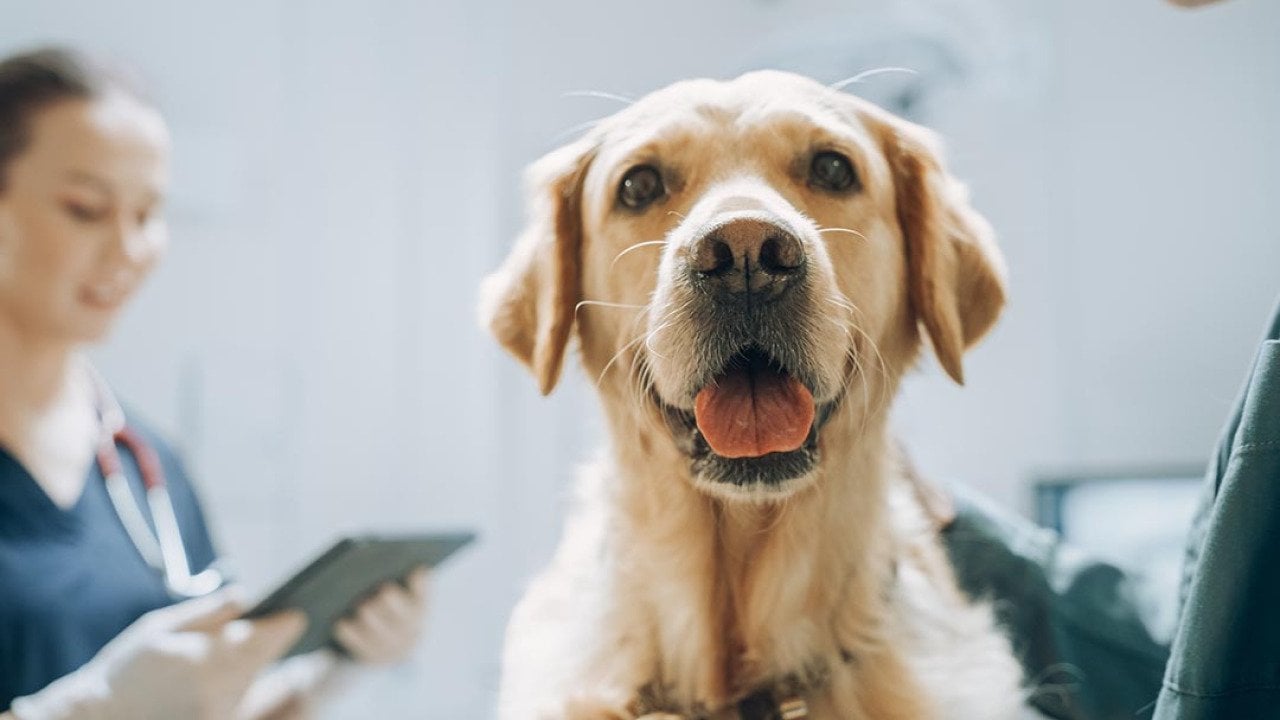 Golden retriever sitting on examination table as a female veterinarian assesses in the background.