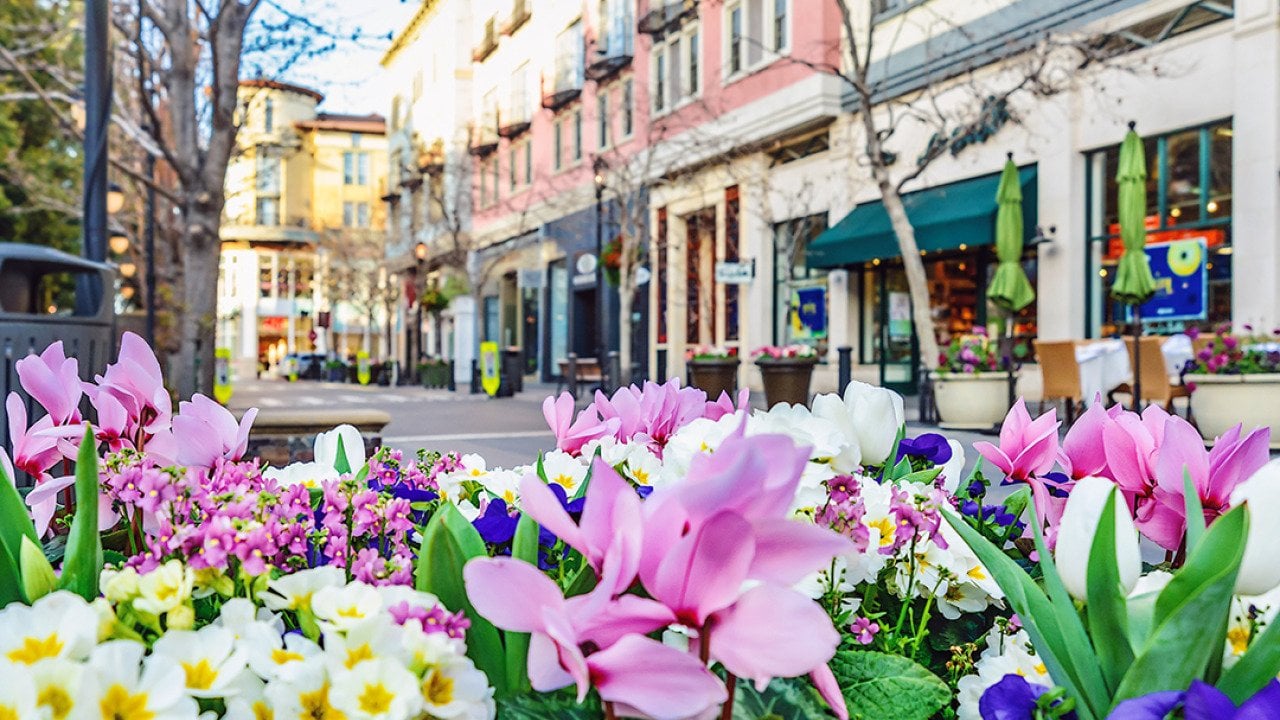 Flowers along the streets of San Jose, California.