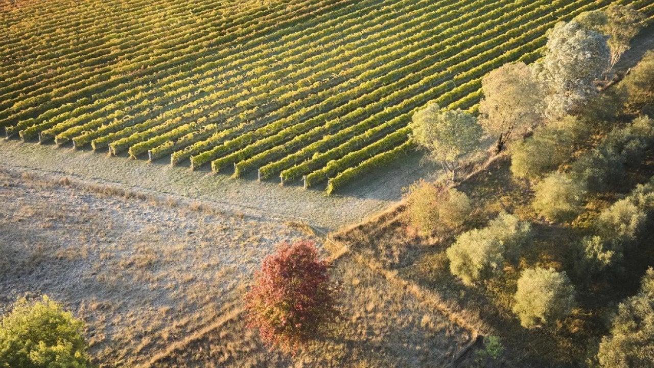 Vast vineyard during daytime in Canberra, Australia.