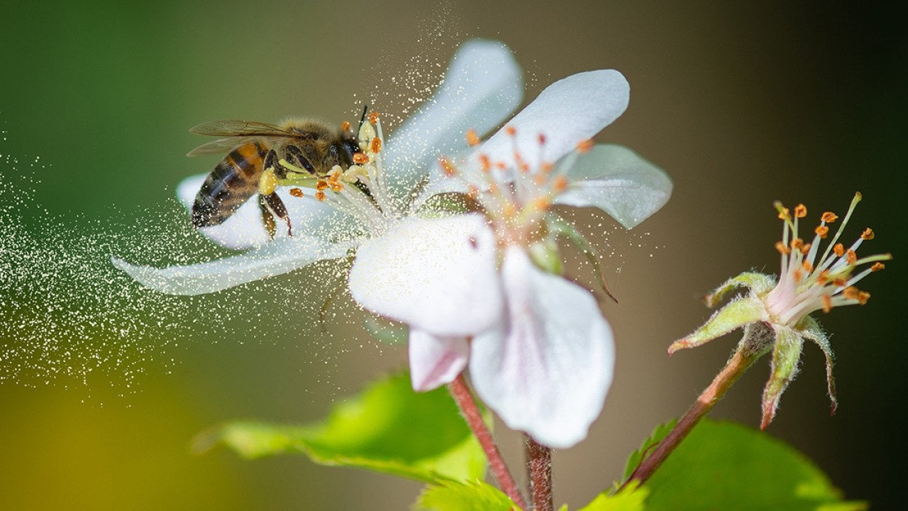 A honey bee collecting pollen grains from a white flower.