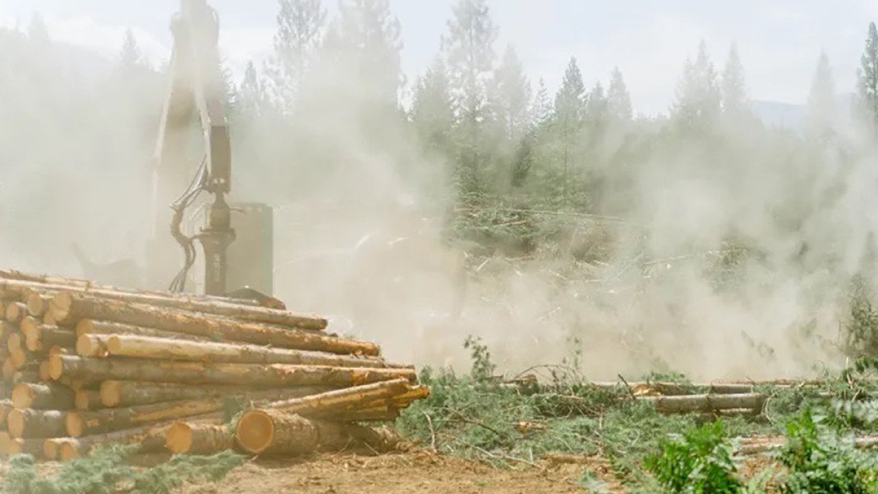 A pile of cut logs sits on the ground with thick sawdust floating everywhere while a logging company is harvesting timber in Lincoln County, Montana.