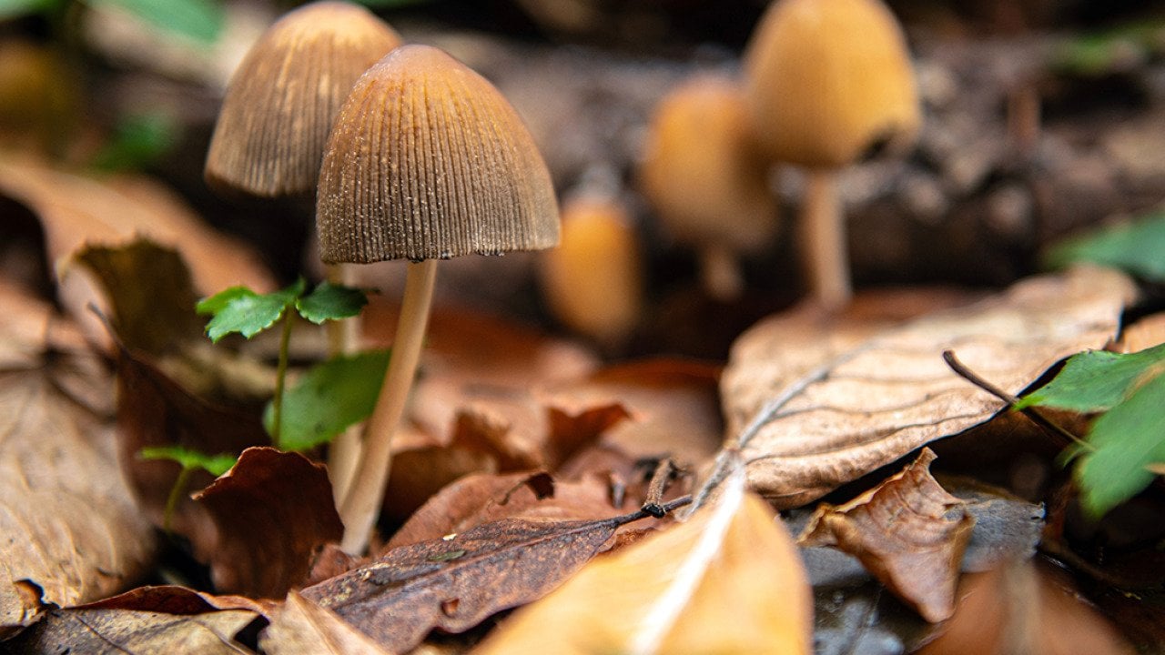 Hallucinogenic psilocybe semilanceata or liberty cap mushrooms growing under fallen leaves.