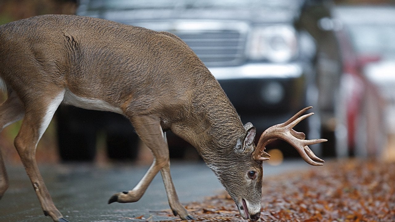 A white-tailed deer munching on leaves on a road side with cars approaching.