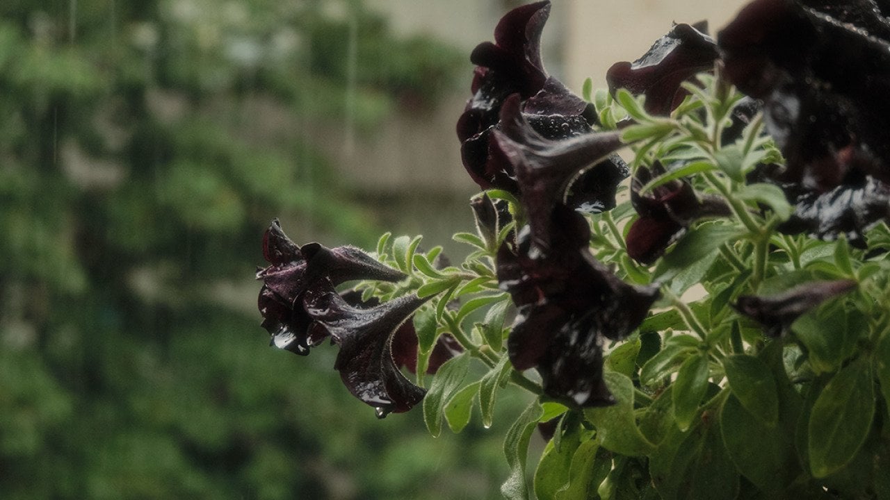 Raindrops falling over black petunias.