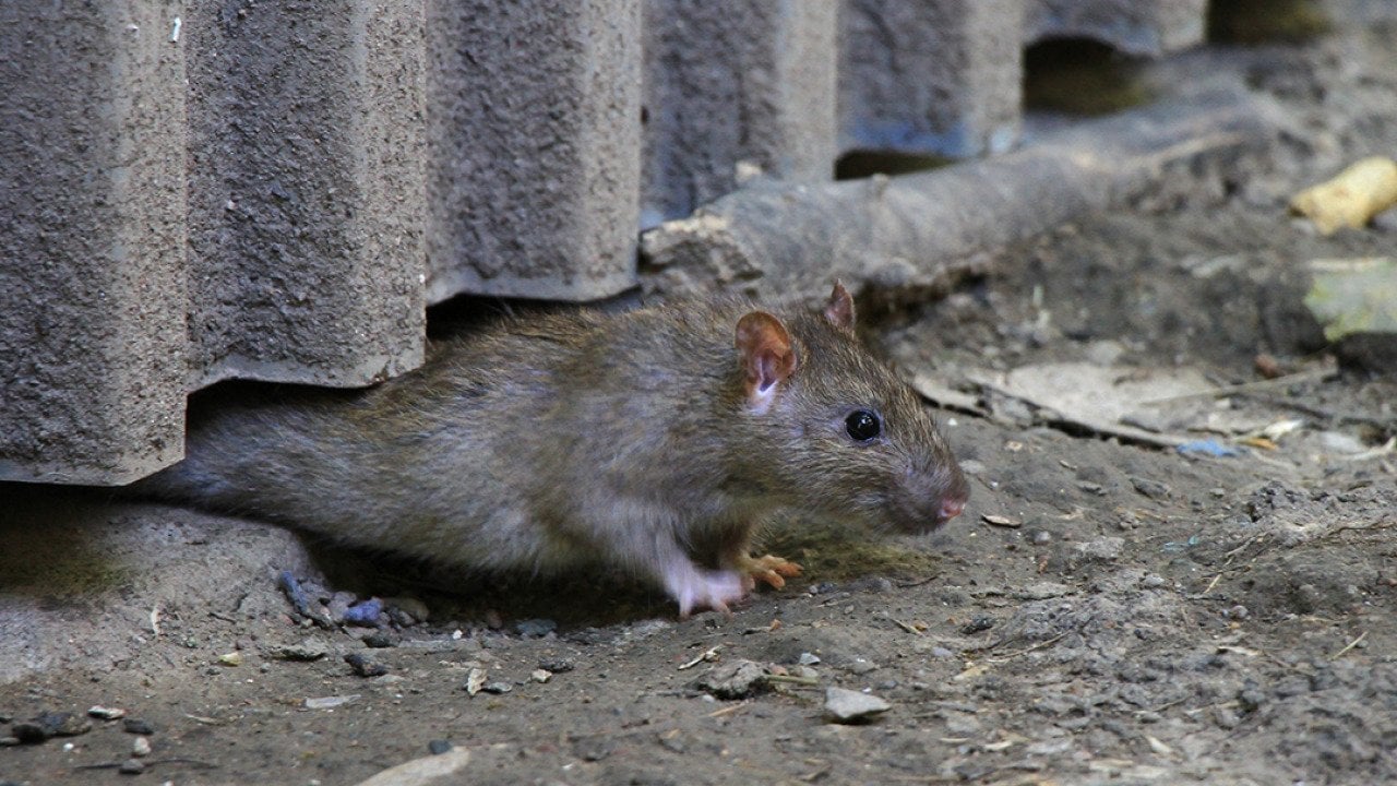 A brown rat crawling out from under a steel fence on concrete ground.