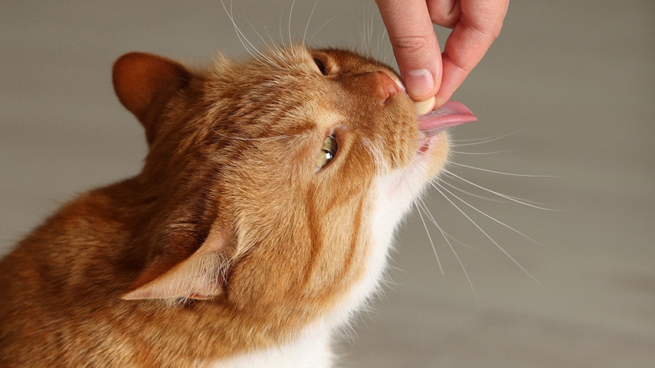 An orange cat taking a pill from its owner's hand.