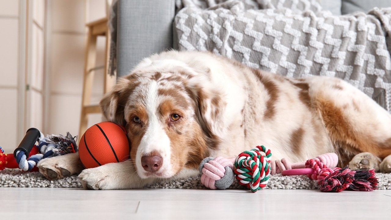 A fluffy Australian Shepherd dog lying on the floor with various dog toys.