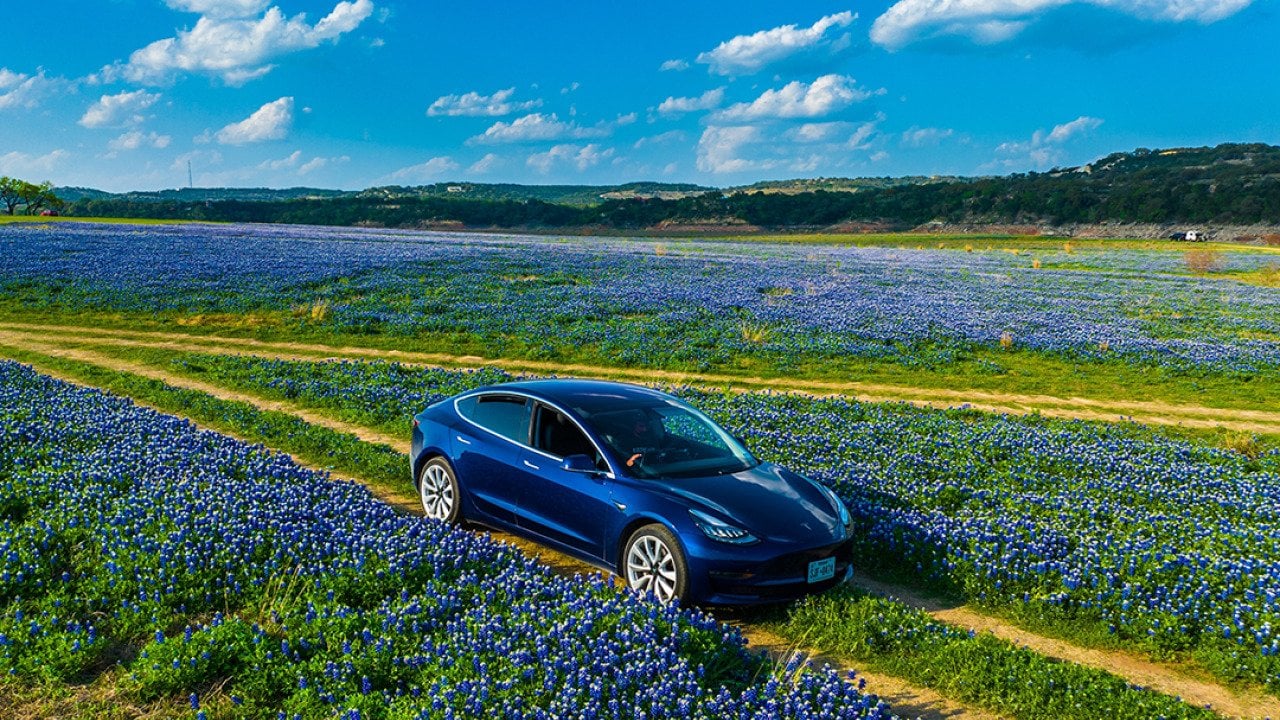 A Tesla Model 3 car driving through a large bluebonnet wildflower field.