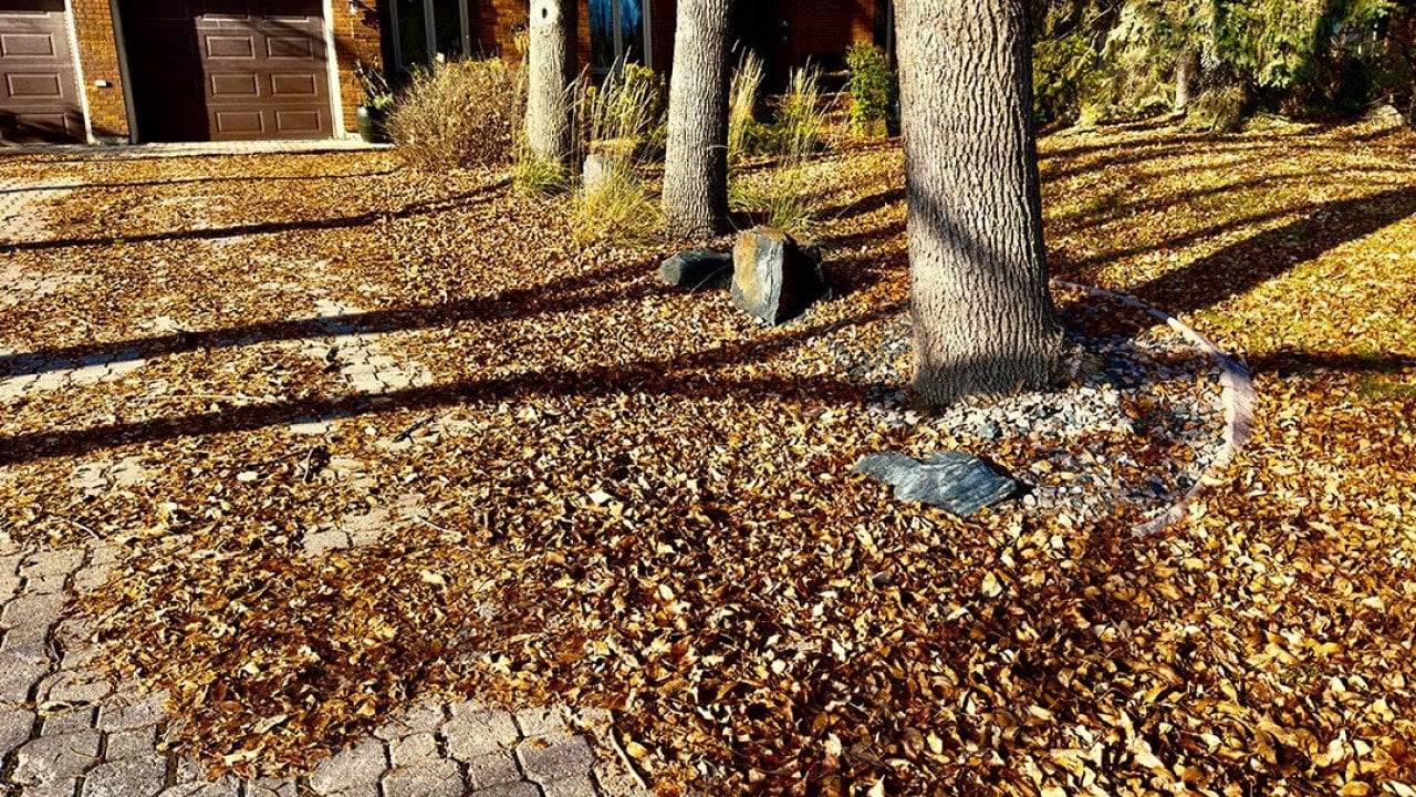 Autumn yard of a private house in Canada covered with yellow leaves.