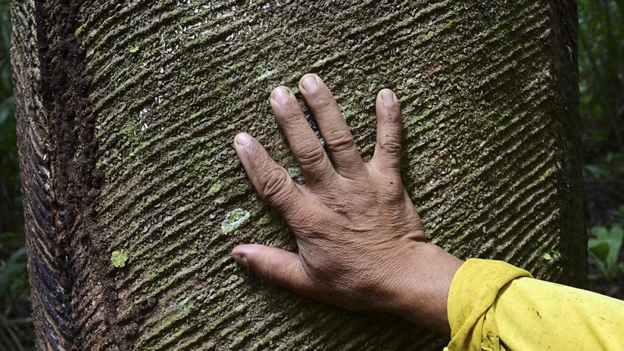 Hand touching the scars of a rubber tree (Hevea brasiliensis) near the Anajas riverbank in the Amazonia region, Marajo, near Anajas city, Para state, Brazil.