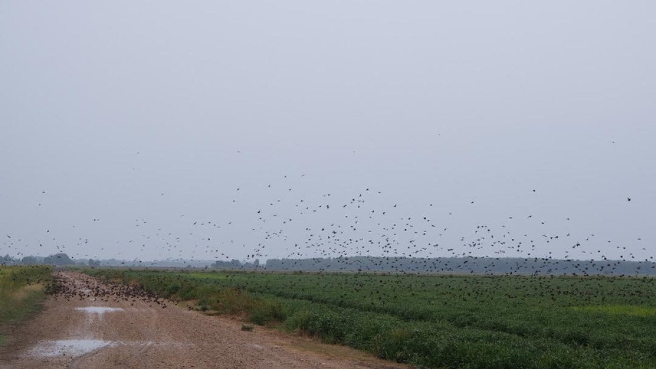 Migratory birds and rice farmers are helping each other soar