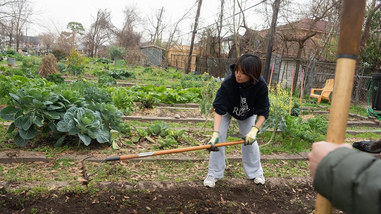 A Rice University student volunteers to prepare garden beds for spring planting at the Alabama Gardens in Houston, Texas.