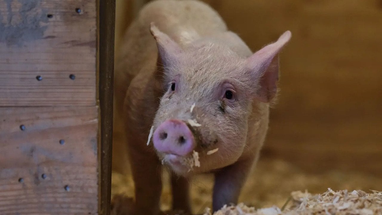Dawn, a Yorkshire pig, is a part of the cultivated pork efforts by startup, Mission Barns.