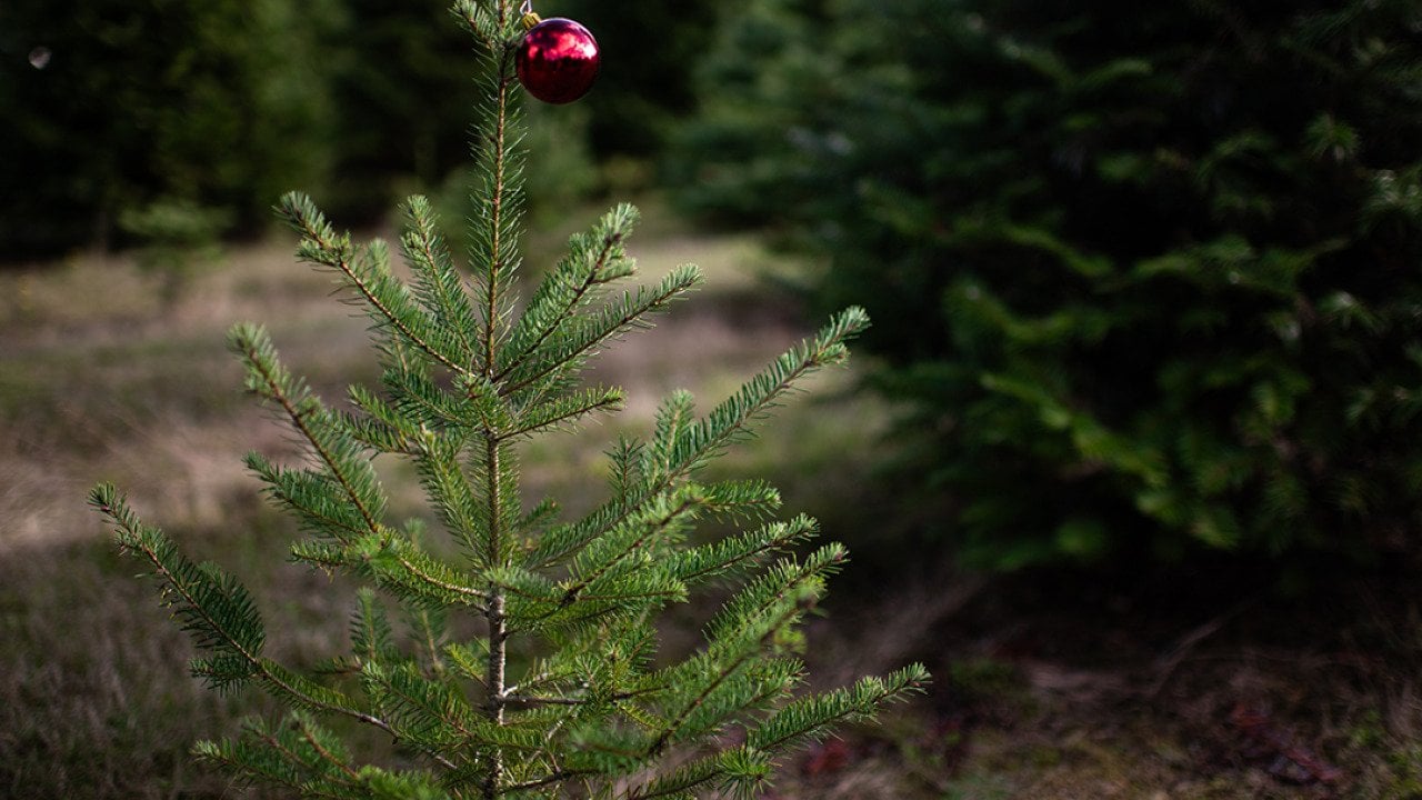 A small pine tree with a single red ball ornament.
