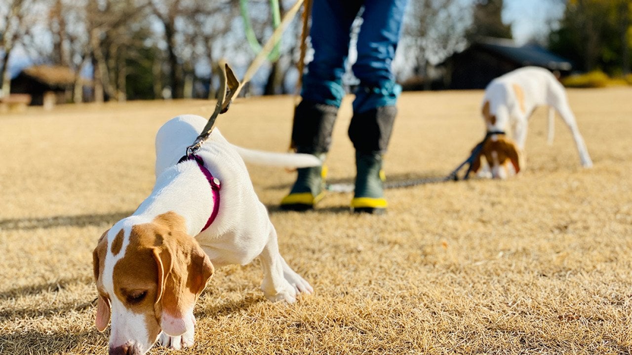 Dogs taken to a winter park by their walker.