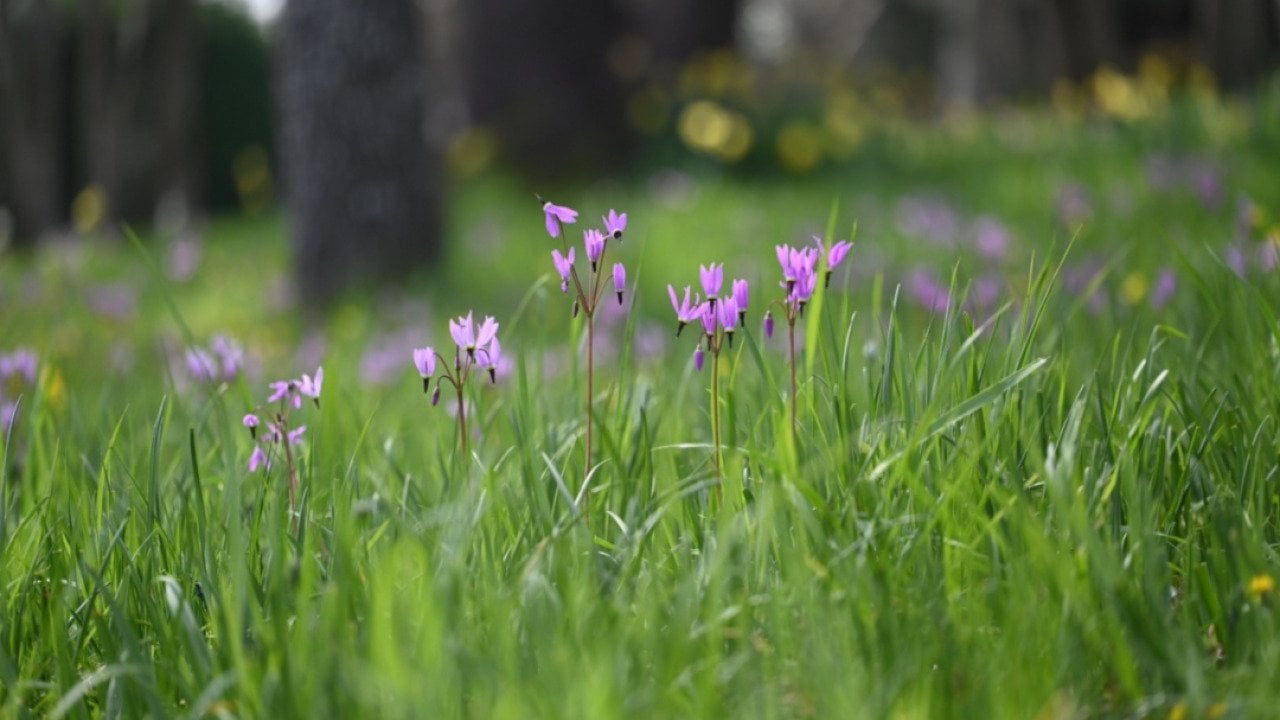 Broad-leaved Shooting Star wildflowers in a Garry Oak meadow on Vancouver Island, British Columbia.