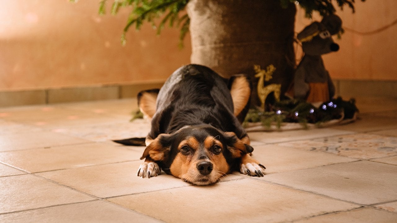A dog lying under a decorated Christmas tree.
