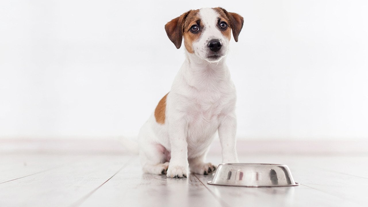 A puppy sitting with a feeding bowl.