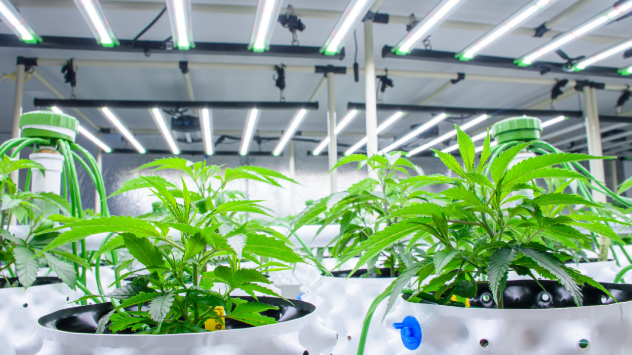 Close up of cannabis plants in white pots in a modern greenhouse with solar panels and automatic watering system.