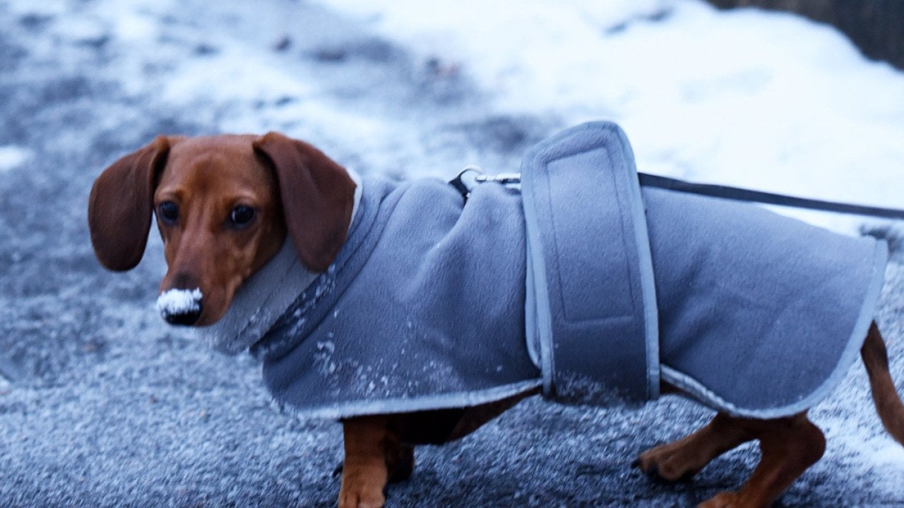 A dachshund wearing a winter coat with snowy outdoors.