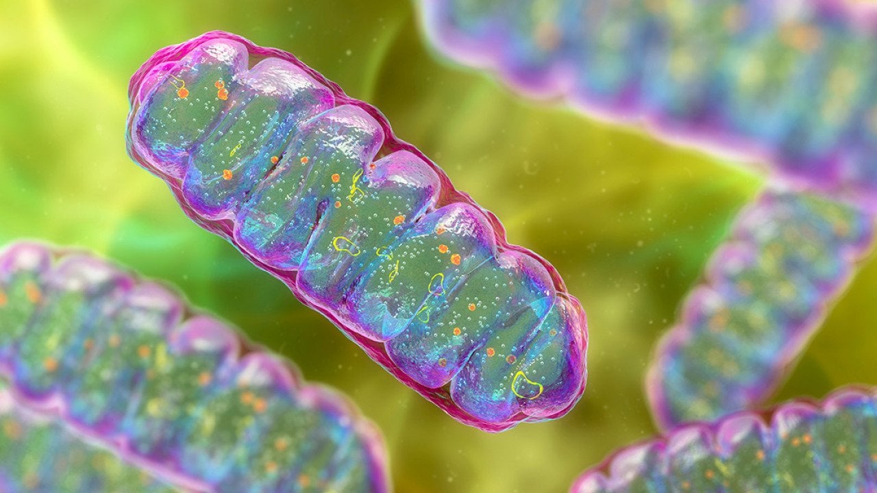 3D illustration of mitochondria.