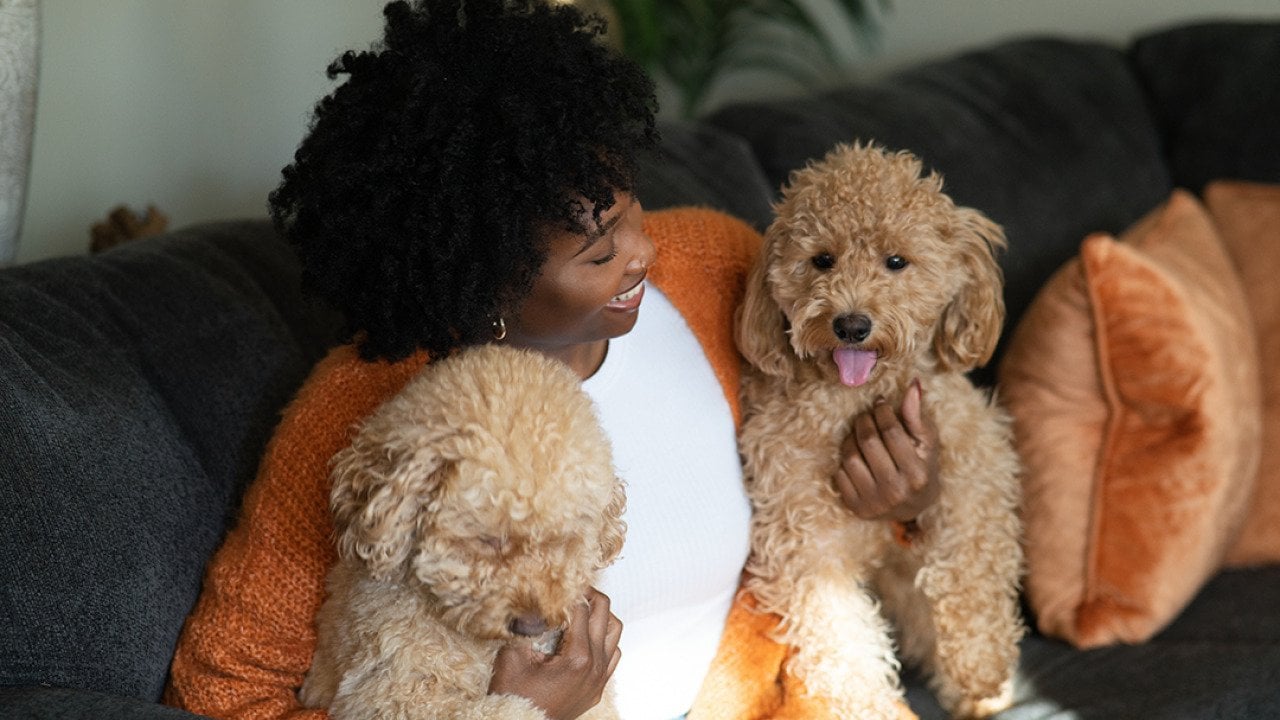Woman sitting on a sofa with two brown pet poodle dogs.