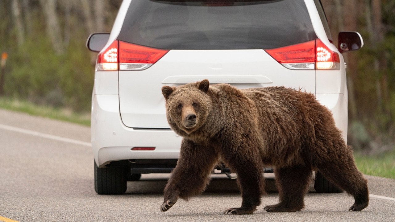 A Grizzly bear crossing a road behind a parked car.