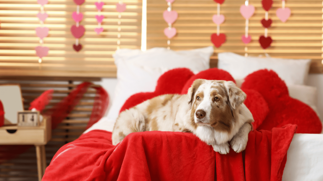 An Australian shepherd dog lying on bed in bedroom decorated for Valentine's Day.