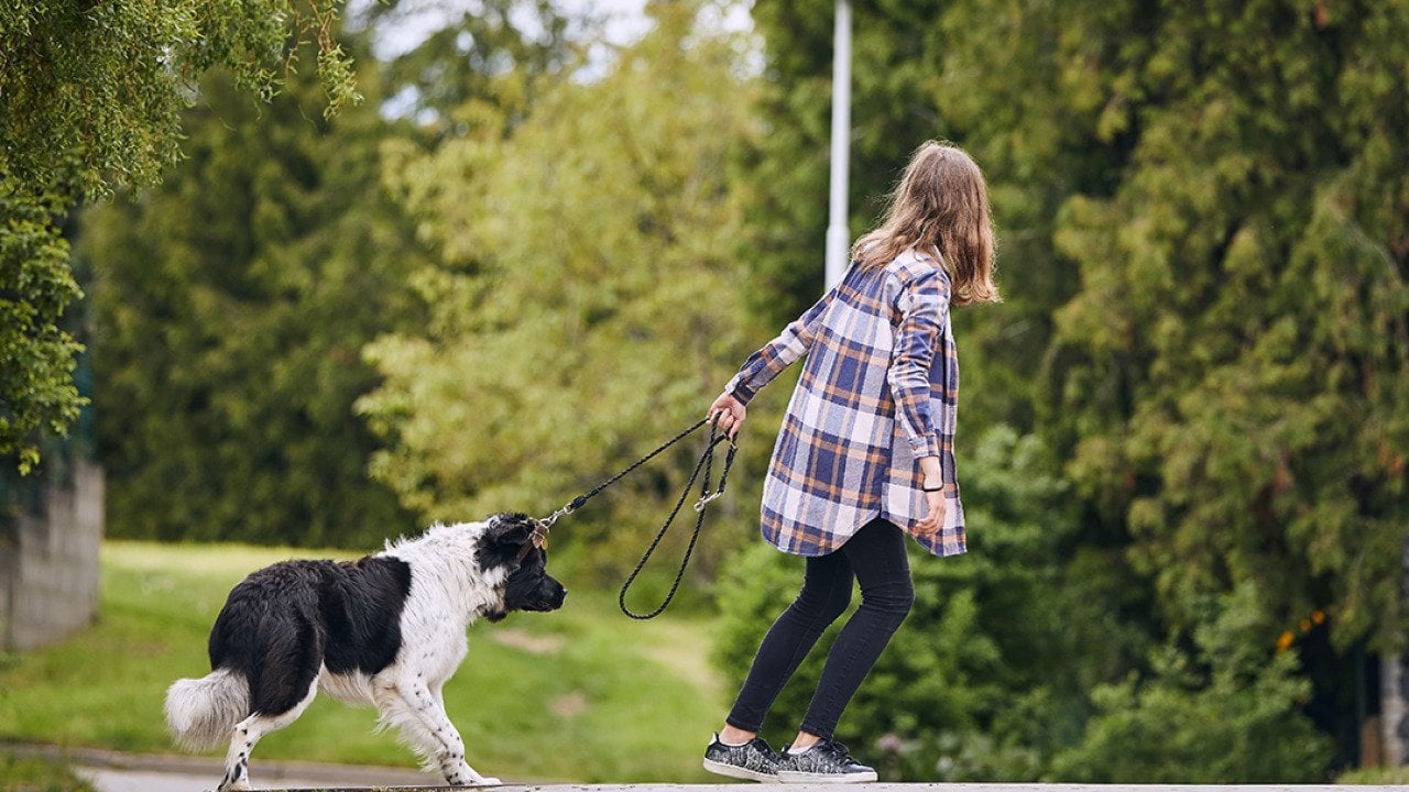 A teenage girl pulling her stubborn dog trying to go for a walk.