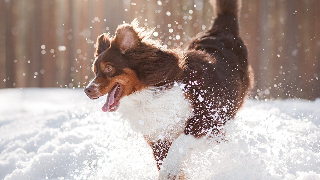 A brown Australian Shepherd dog dashing through the snow.