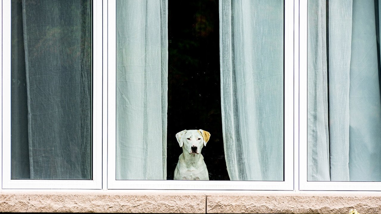 A white dog looking outside a glass window.