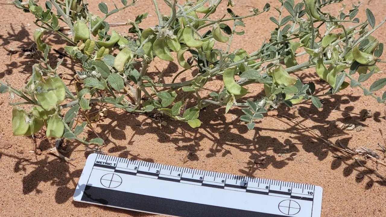 Solar farms can be havens for rare plants. Just ask the threecorner milkvetch.