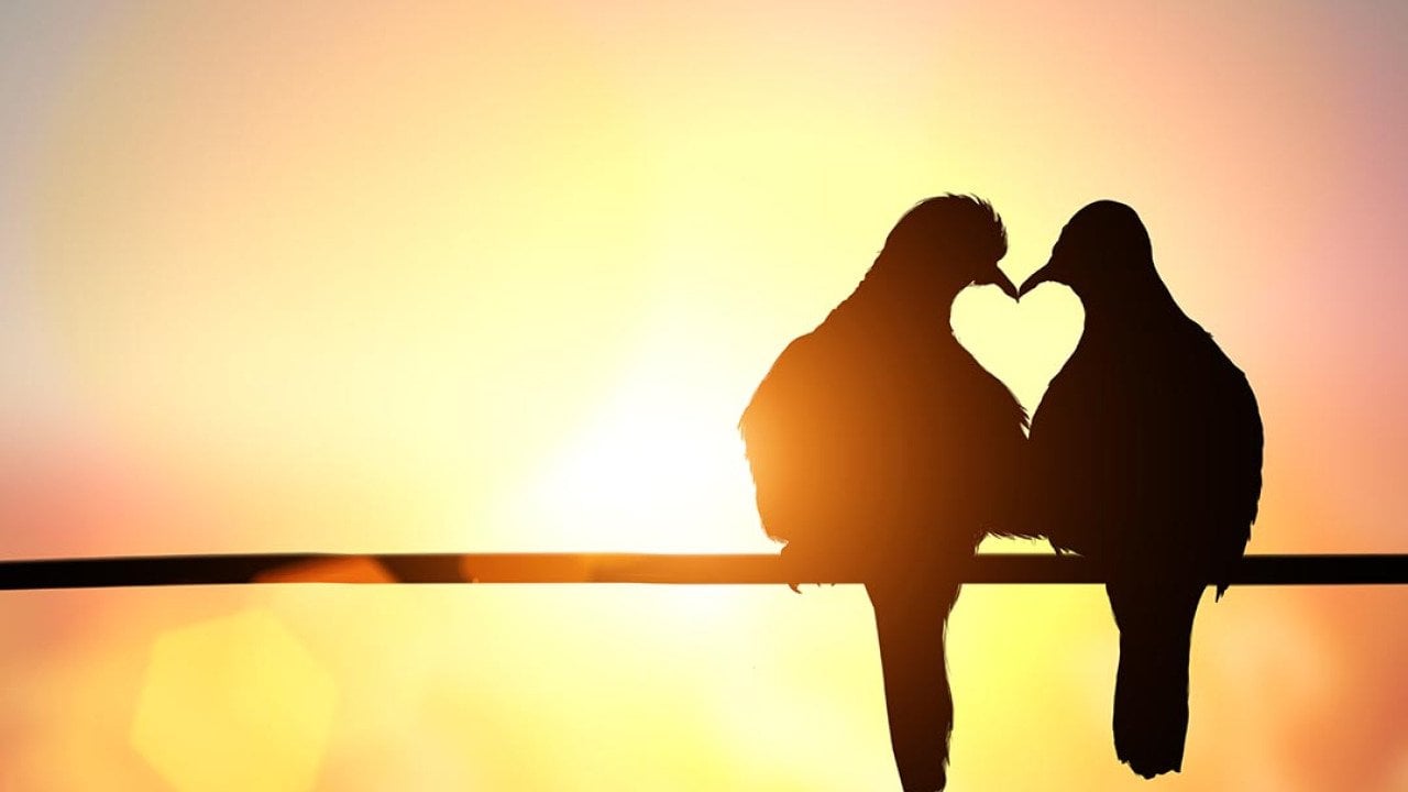 A silhouette of two birds on a powerline forms a heart shape, symbolizing love birds for Valentines Day