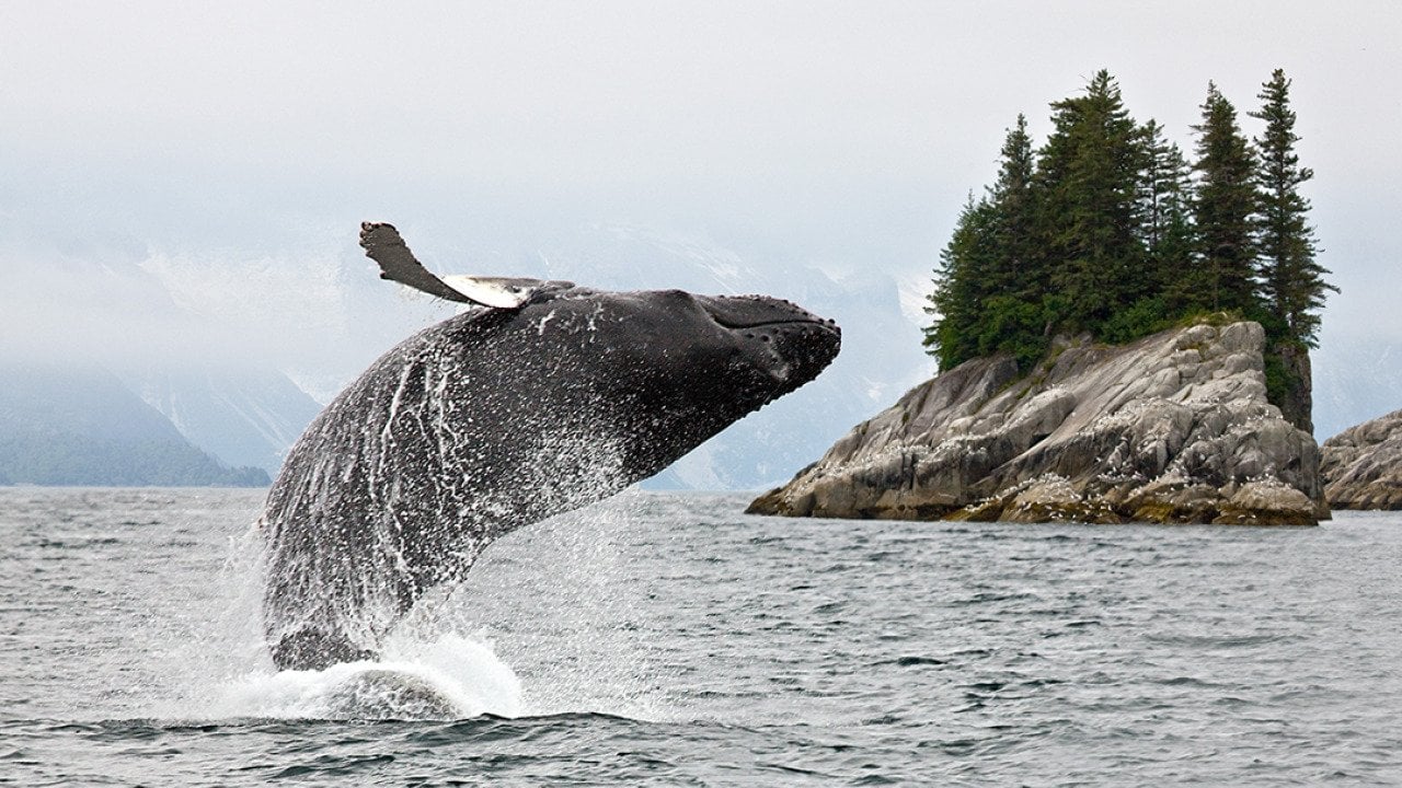 A humpback whale breaching water in Alaska.