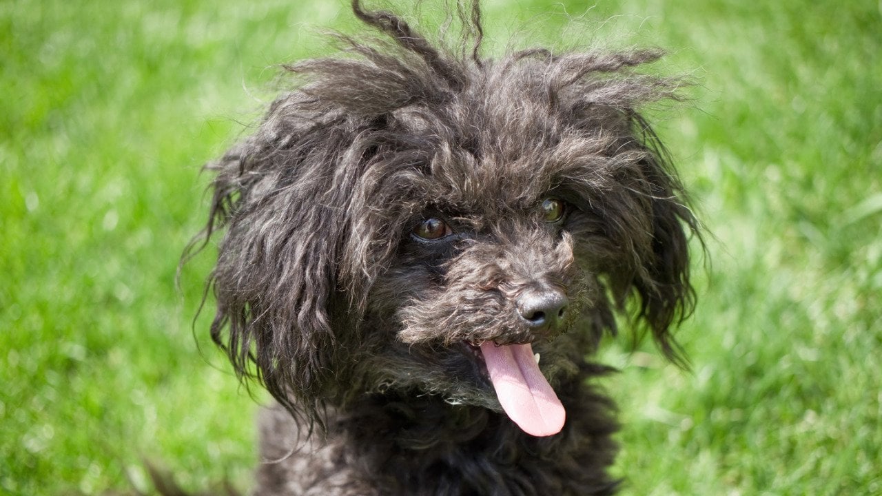 Every New Dog Breed Recognized in 2026