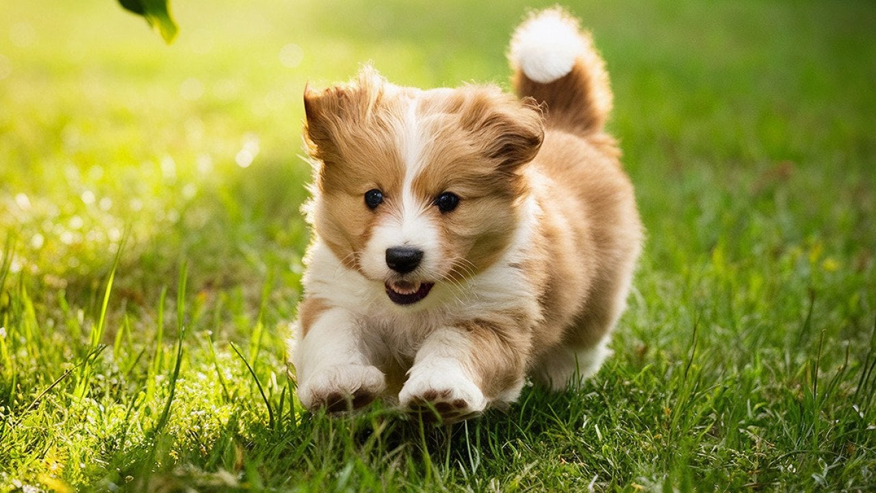 An adorable puppy running on a grassfield.